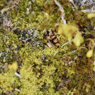 NatureBase-someRectangular-