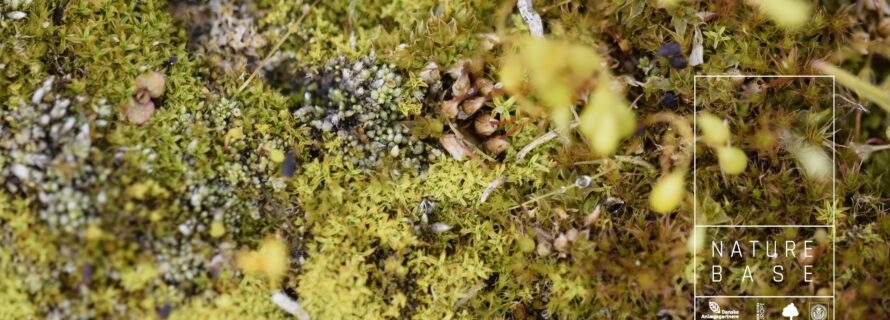 NatureBase-someRectangular-