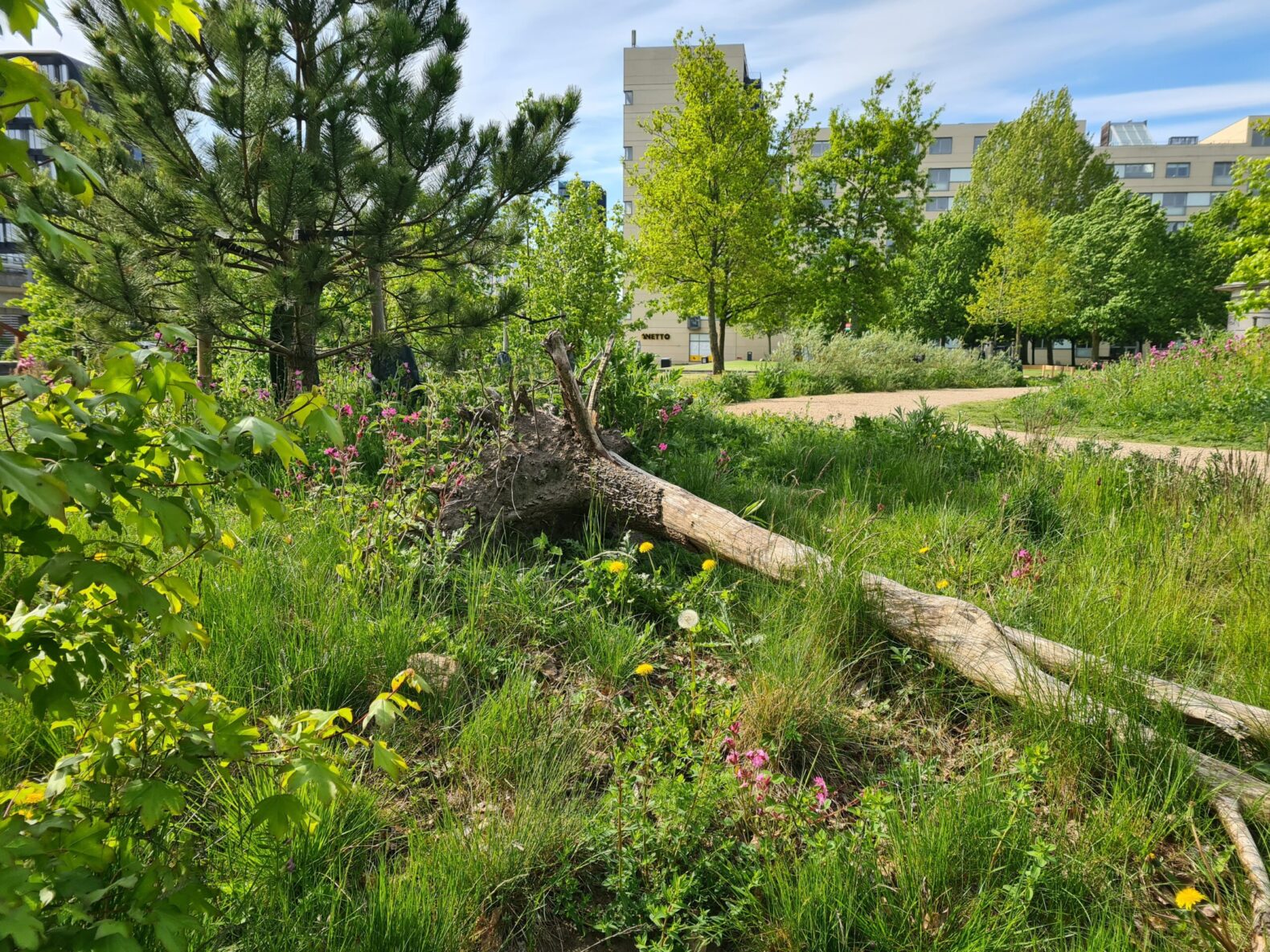 Bynatur med biodiversitet i Ørestad 2. Foto v. idverde