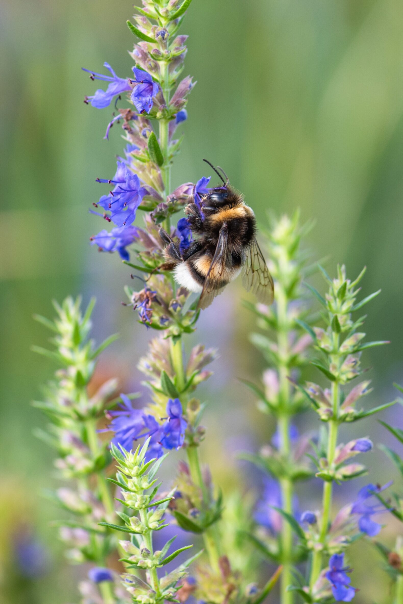 Bynatur med biodiversitet i Ørestad. Foto v. Molly Mullane